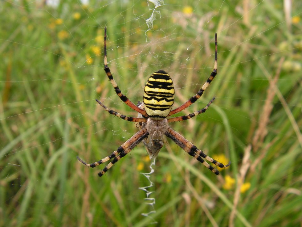 Lezing Spinnen